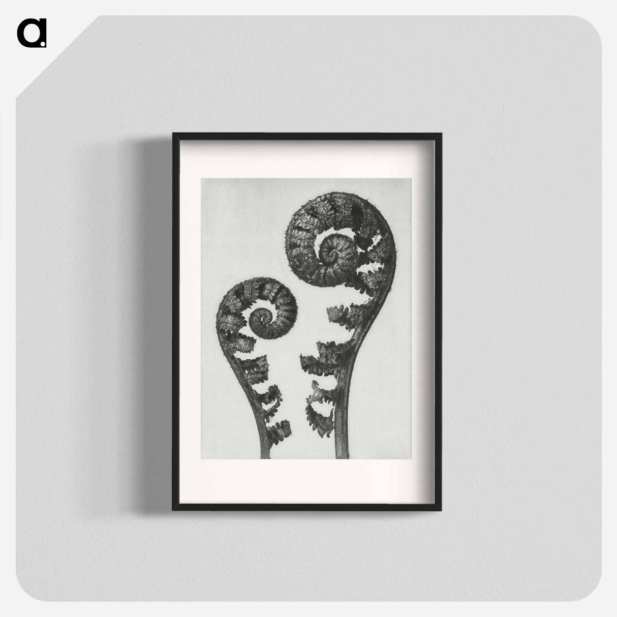 Aspidium Filix Mas (Shield Fern Fronds) - カール ブロスフェルト Poster.