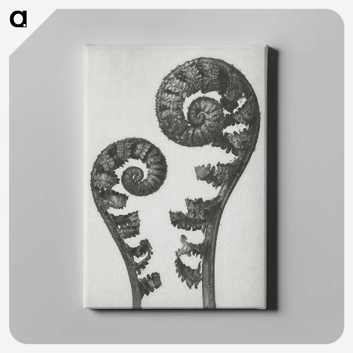 1-7_Karl-Blossfeldt_canvas