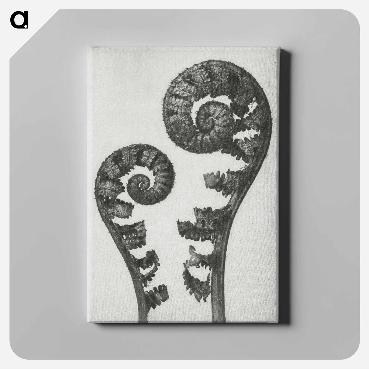 アートパネル-Aspidium Filix Mas (Shield Fern Fronds) - カール ブロスフェルト Canvas.