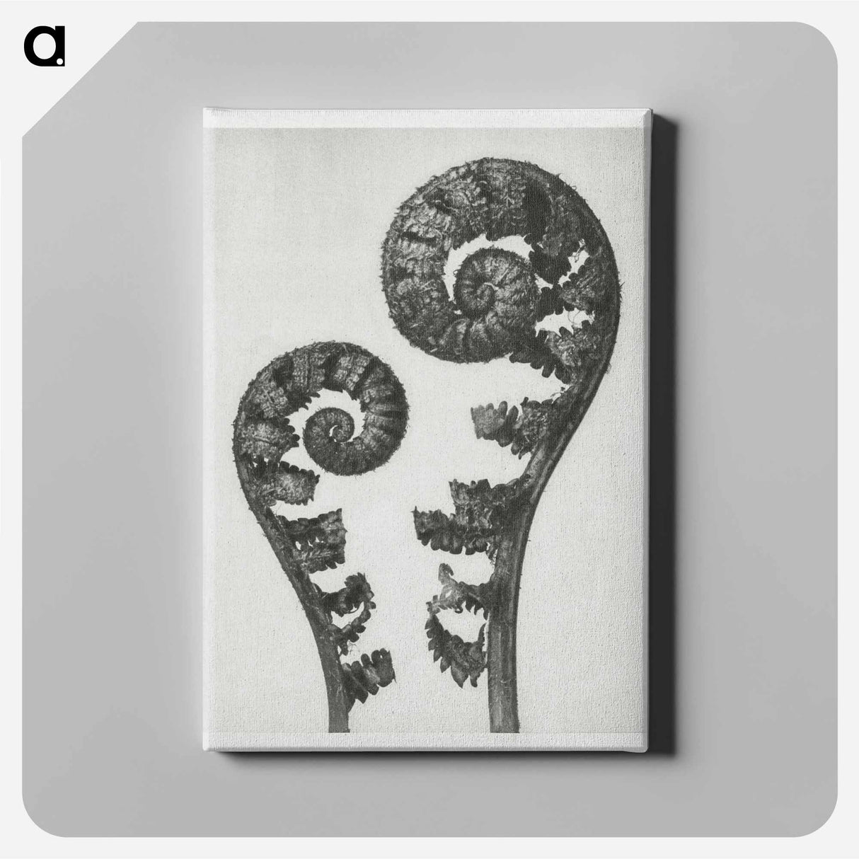 Aspidium Filix Mas (Shield Fern Fronds) - Karl Blossfeldt Canvas.