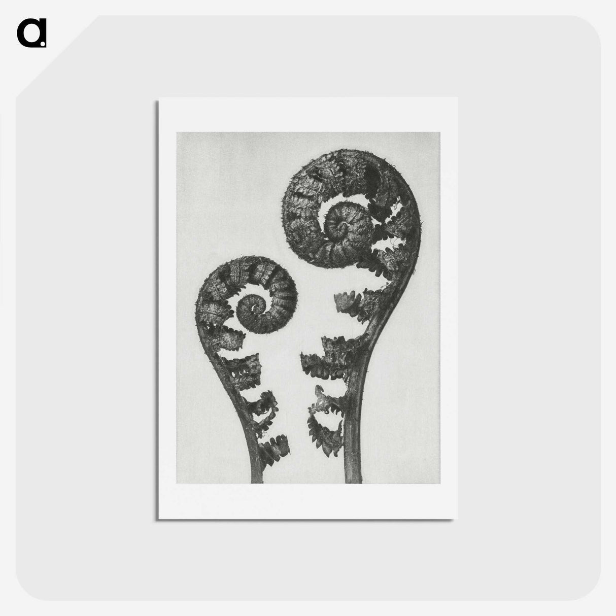 1-7_Karl-Blossfeldt_hagaki