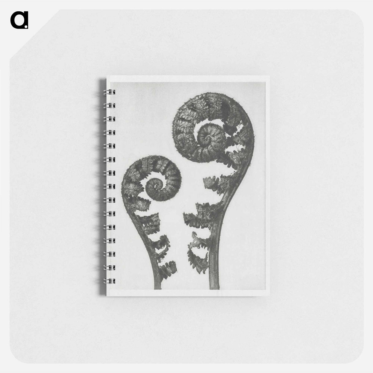 Aspidium Filix Mas (Shield Fern Fronds) - カール ブロスフェルト Memo.