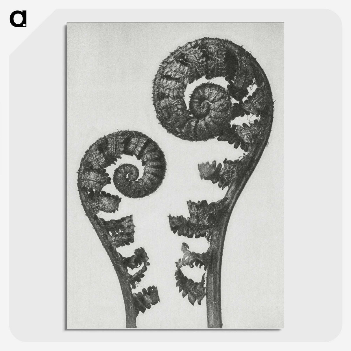 1-7_Karl-Blossfeldt_picture-crop
