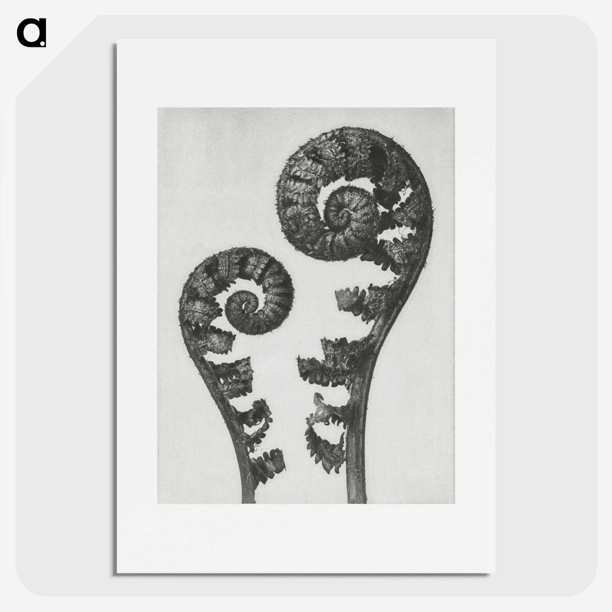 1-7_Karl-Blossfeldt_picture