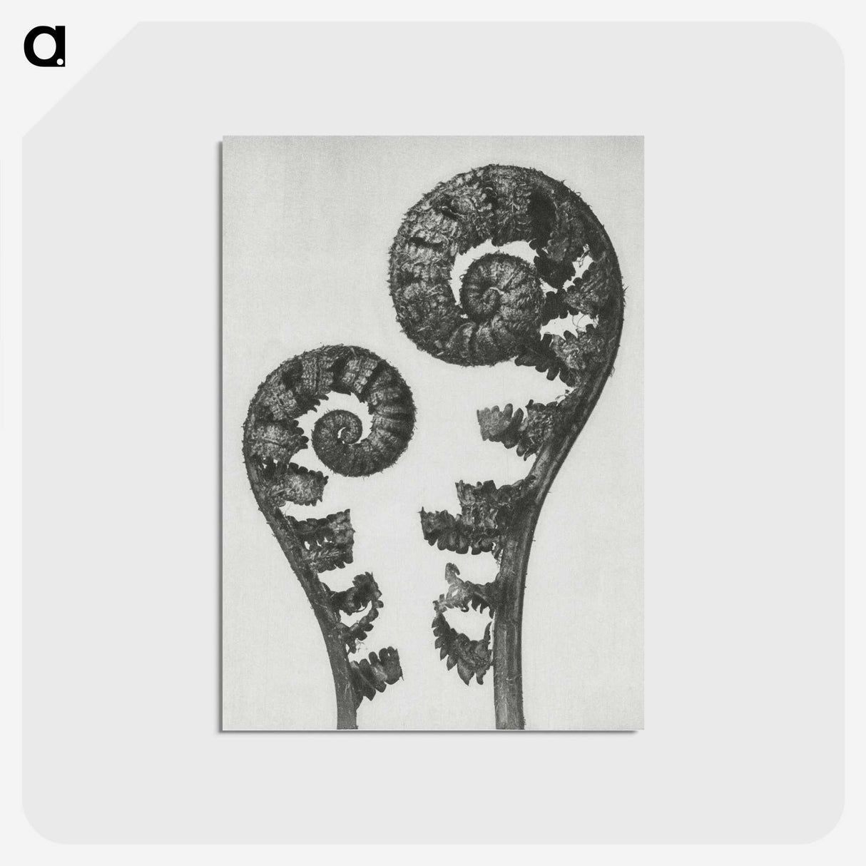 1-7_Karl-Blossfeldt_postcard