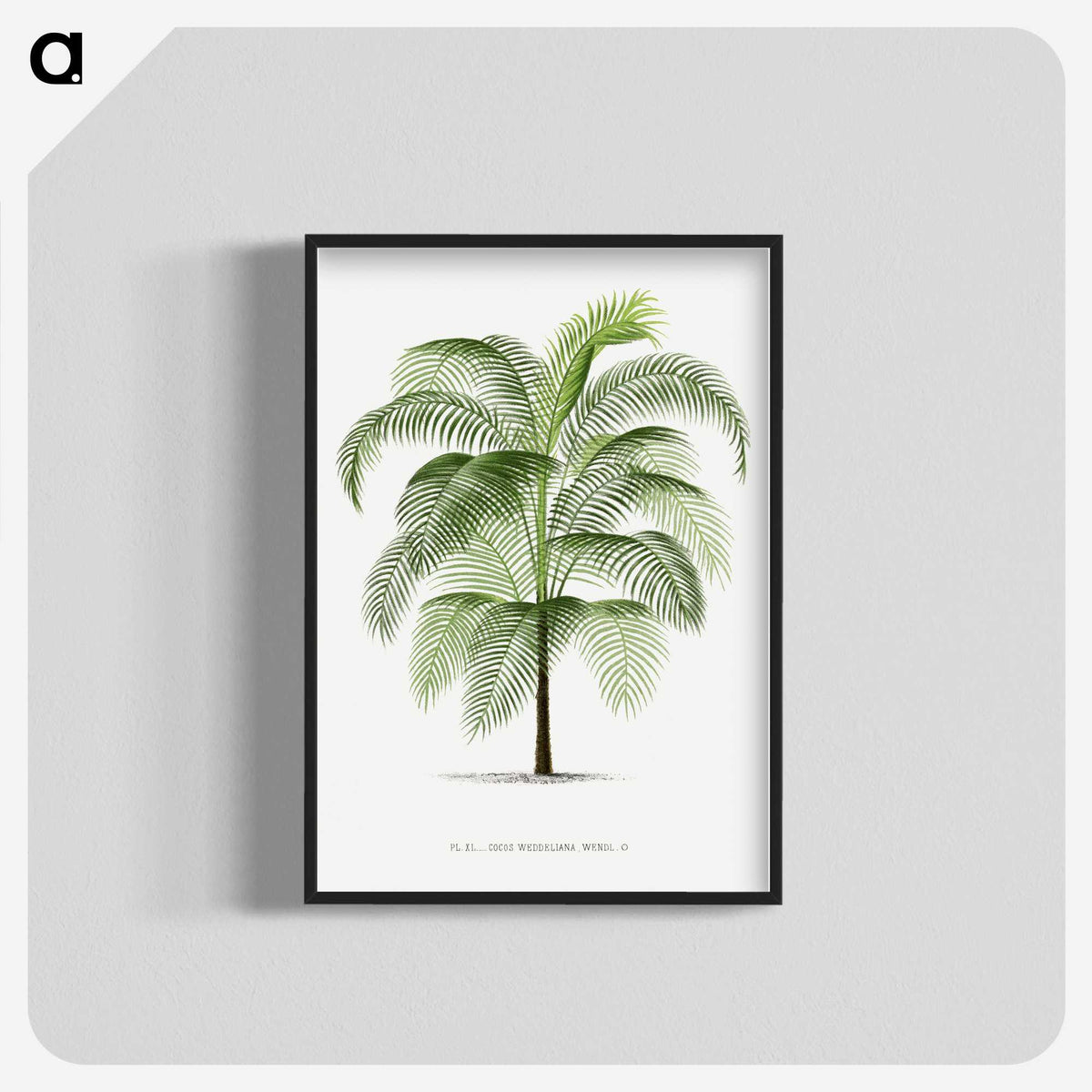 1-7_Les-Palmiers-Histoire-Iconographique_blk-crop