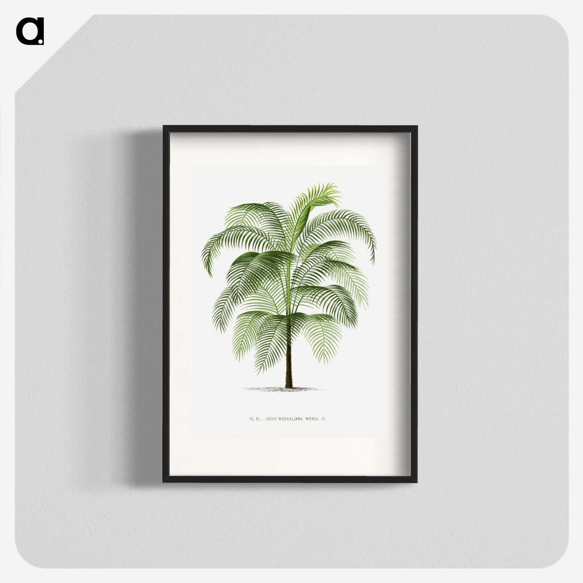 1-7_Les-Palmiers-Histoire-Iconographique_blk