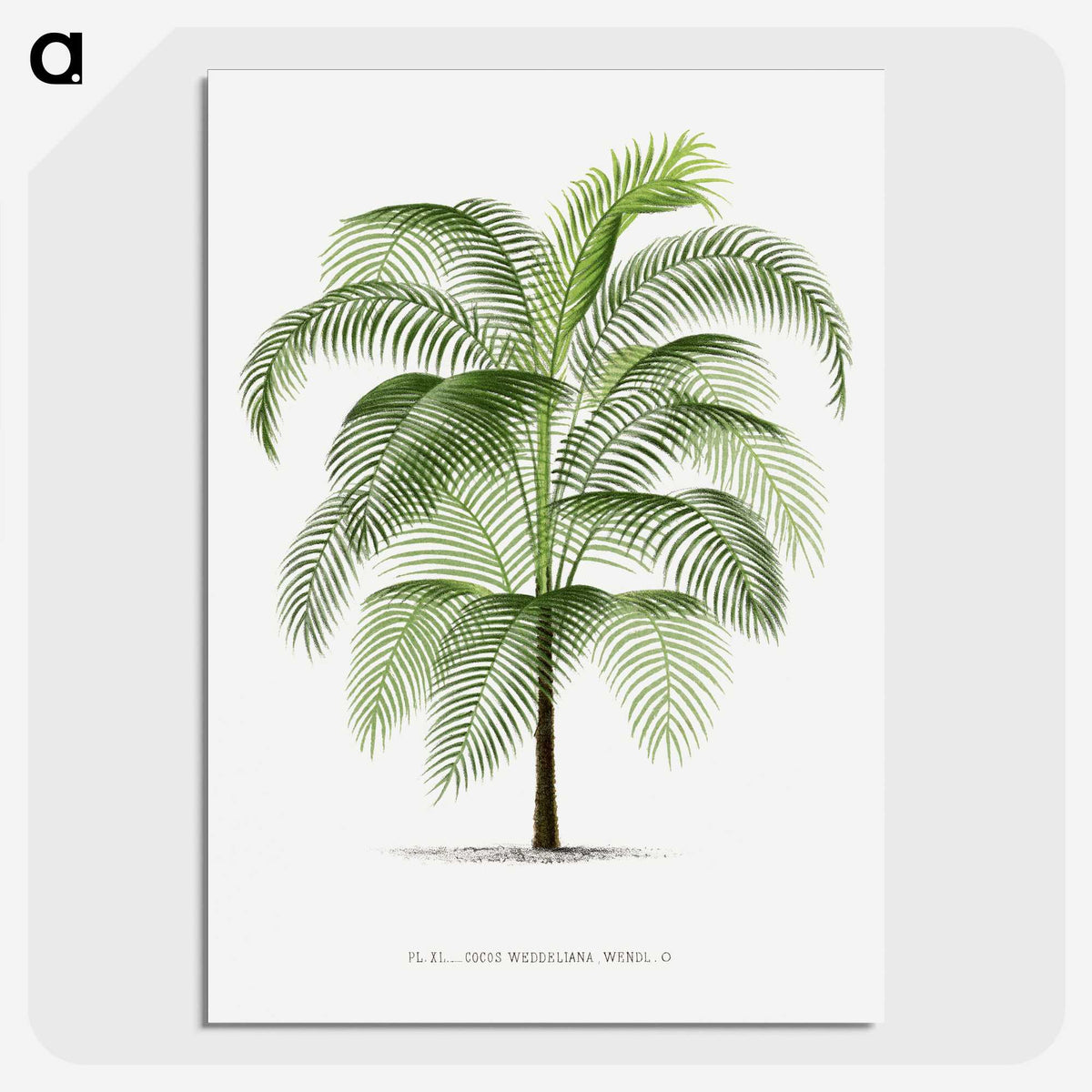 1-7_Les-Palmiers-Histoire-Iconographique_picture-crop
