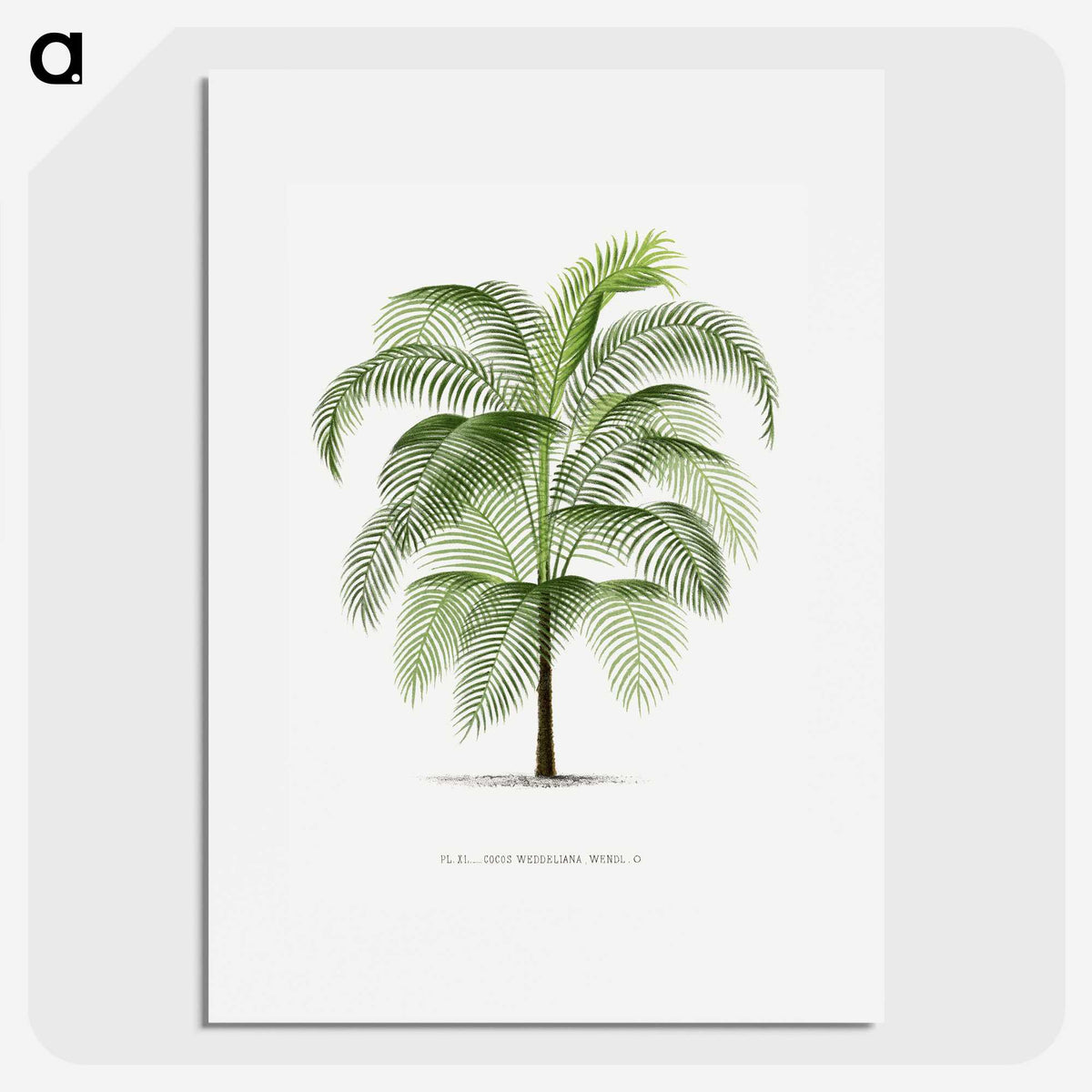1-7_Les-Palmiers-Histoire-Iconographique_picture