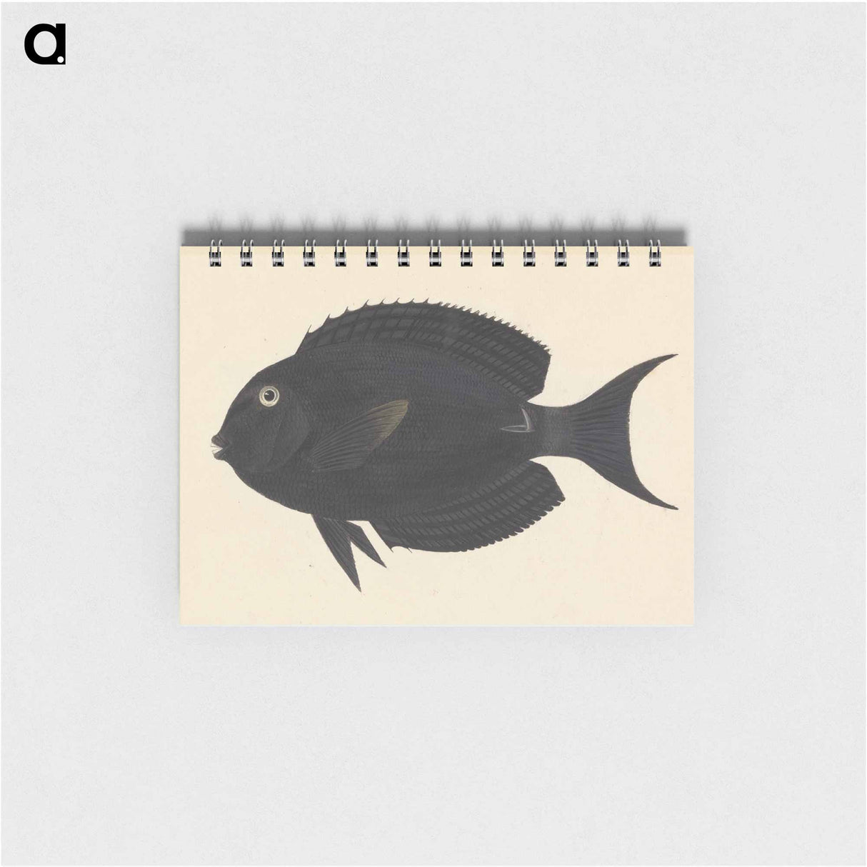 Unidentified Fish
- ルイージ バルガーニ Memo.
