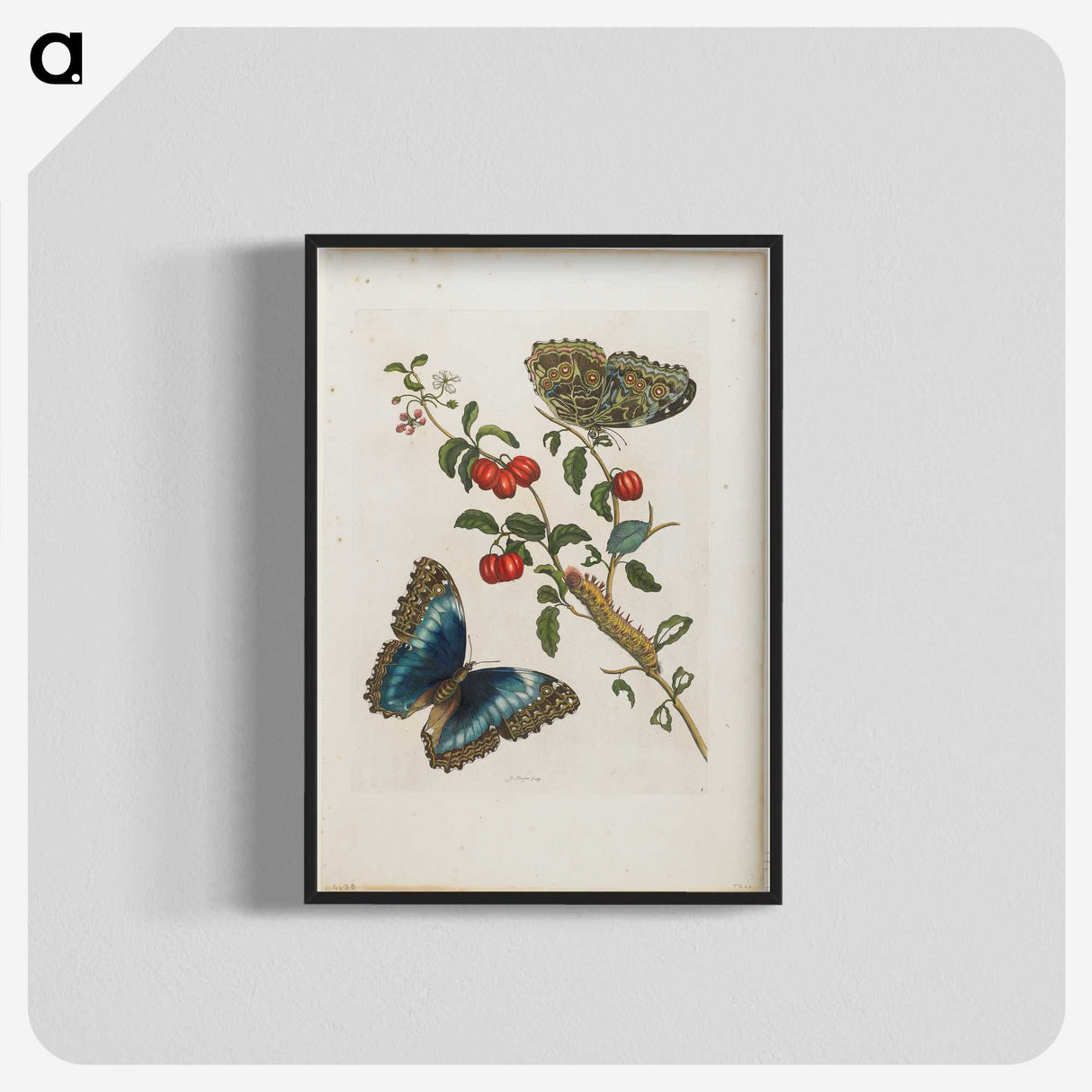 1-7_Maria-Sibylla-Merian_blk-crop