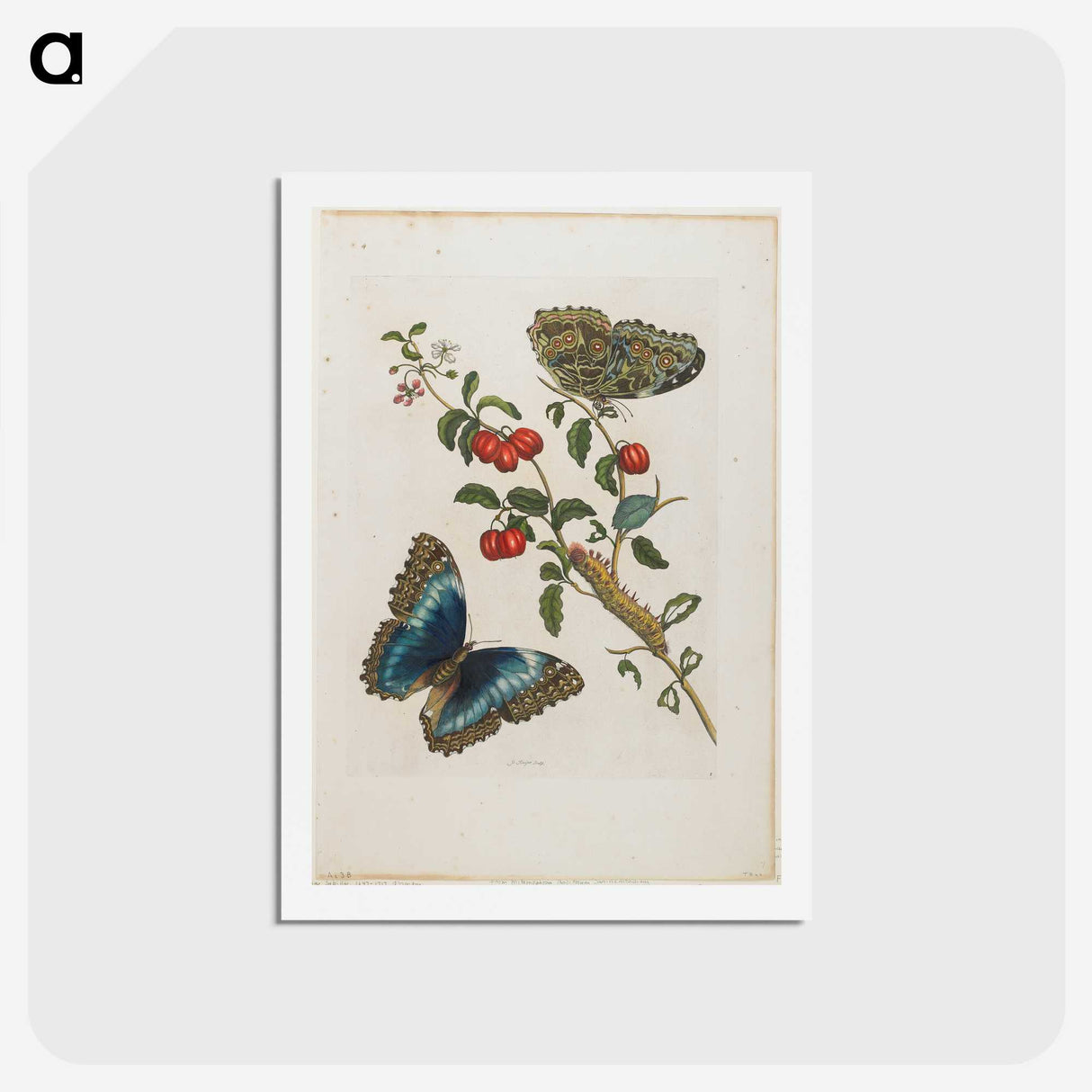 1-7_Maria-Sibylla-Merian_hagaki