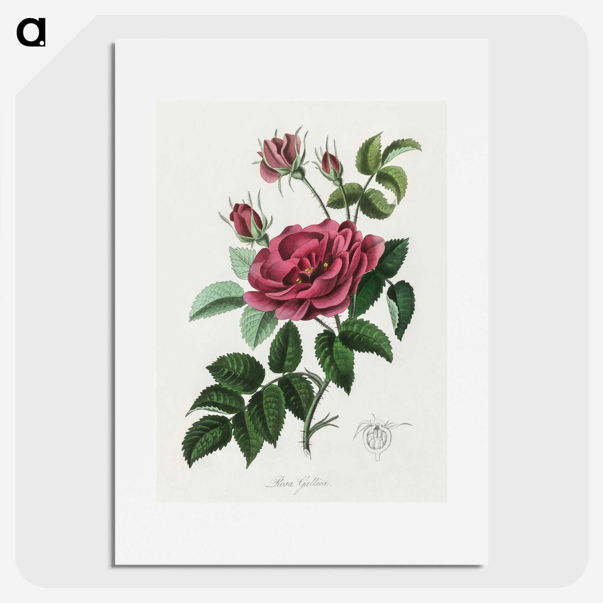 1-7_Medical-Botany_picture