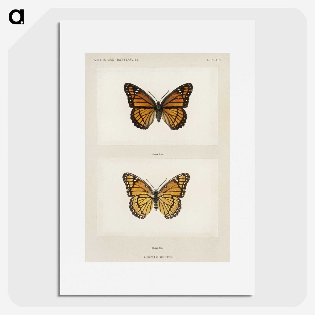 1-7_Moths-and-Butterflies-of-the-United-States_picture