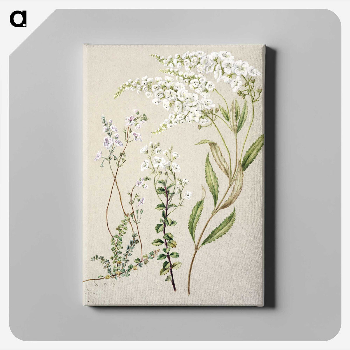 1-7_Native-Flowering-Plants-of-New-Zealand_canvas