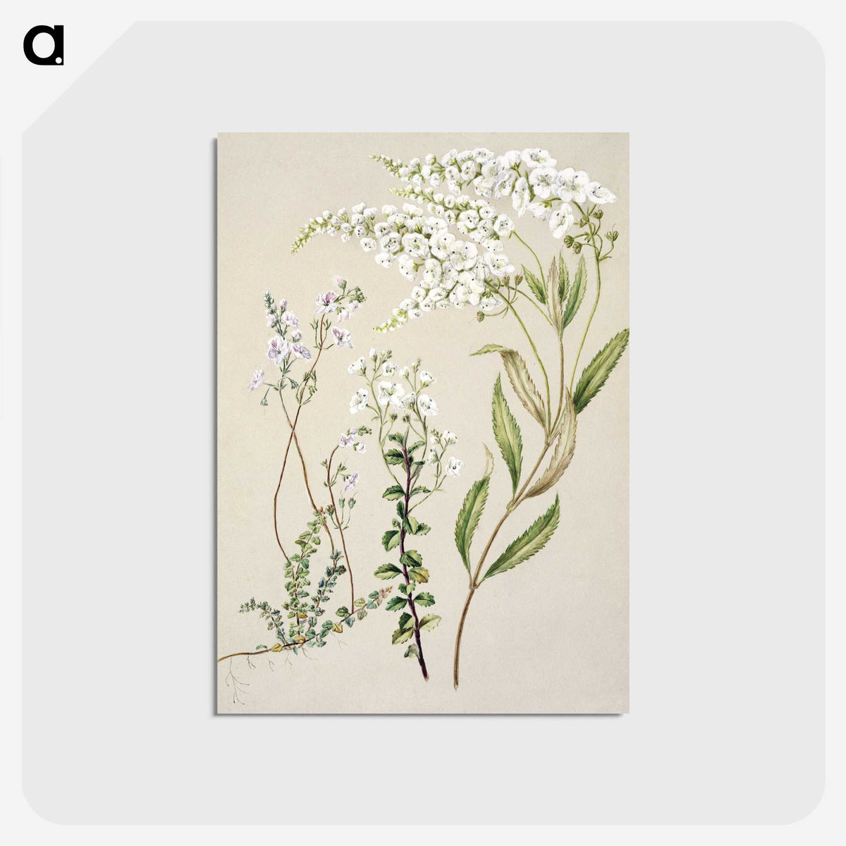 1-7_Native-Flowering-Plants-of-New-Zealand_postcard