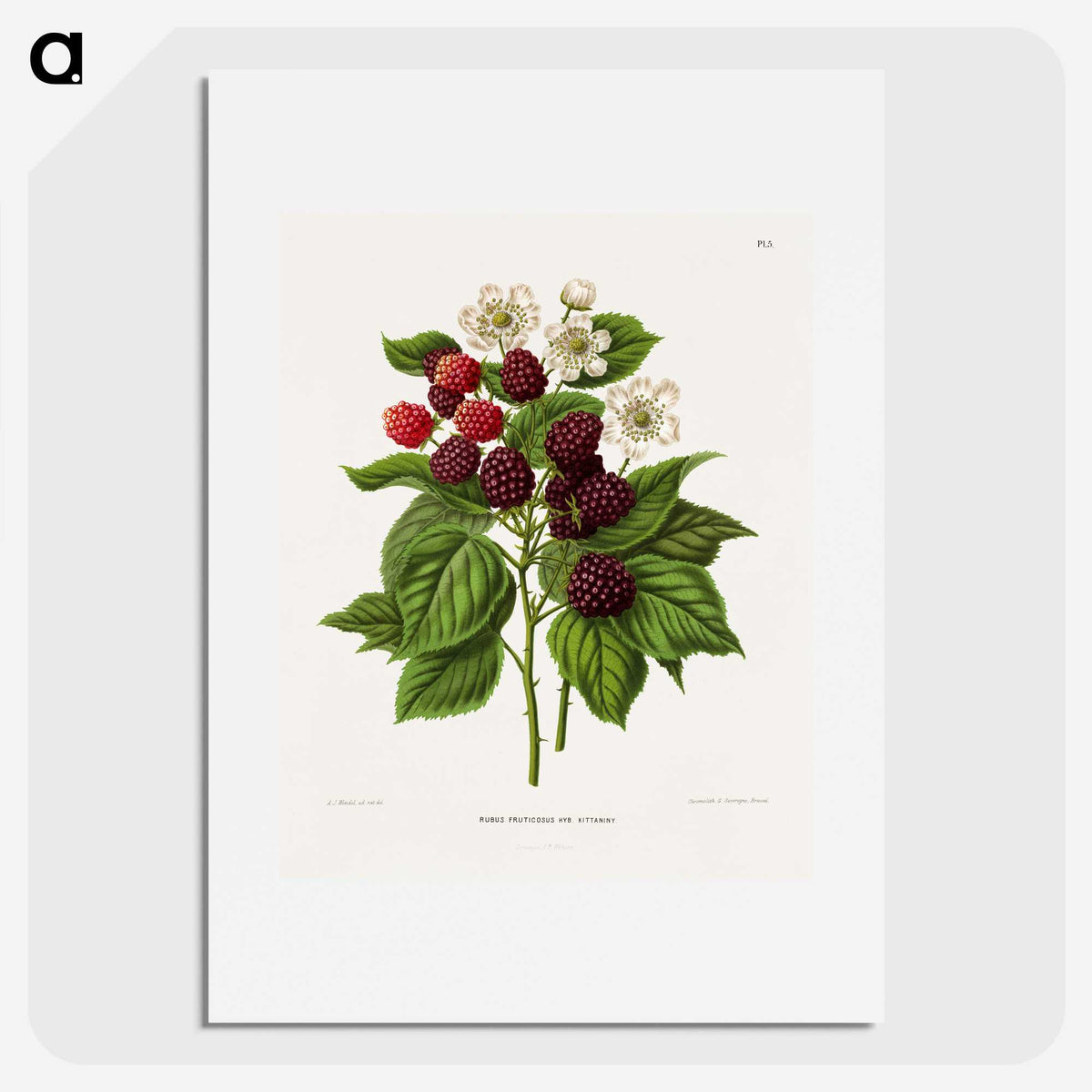 1-7_Nederlandsche-Flora-en-Pomona_picture