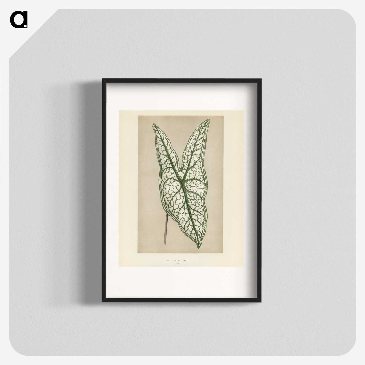 1-7_New-and-Rare-Beautiful-Leaved-Plants_blk