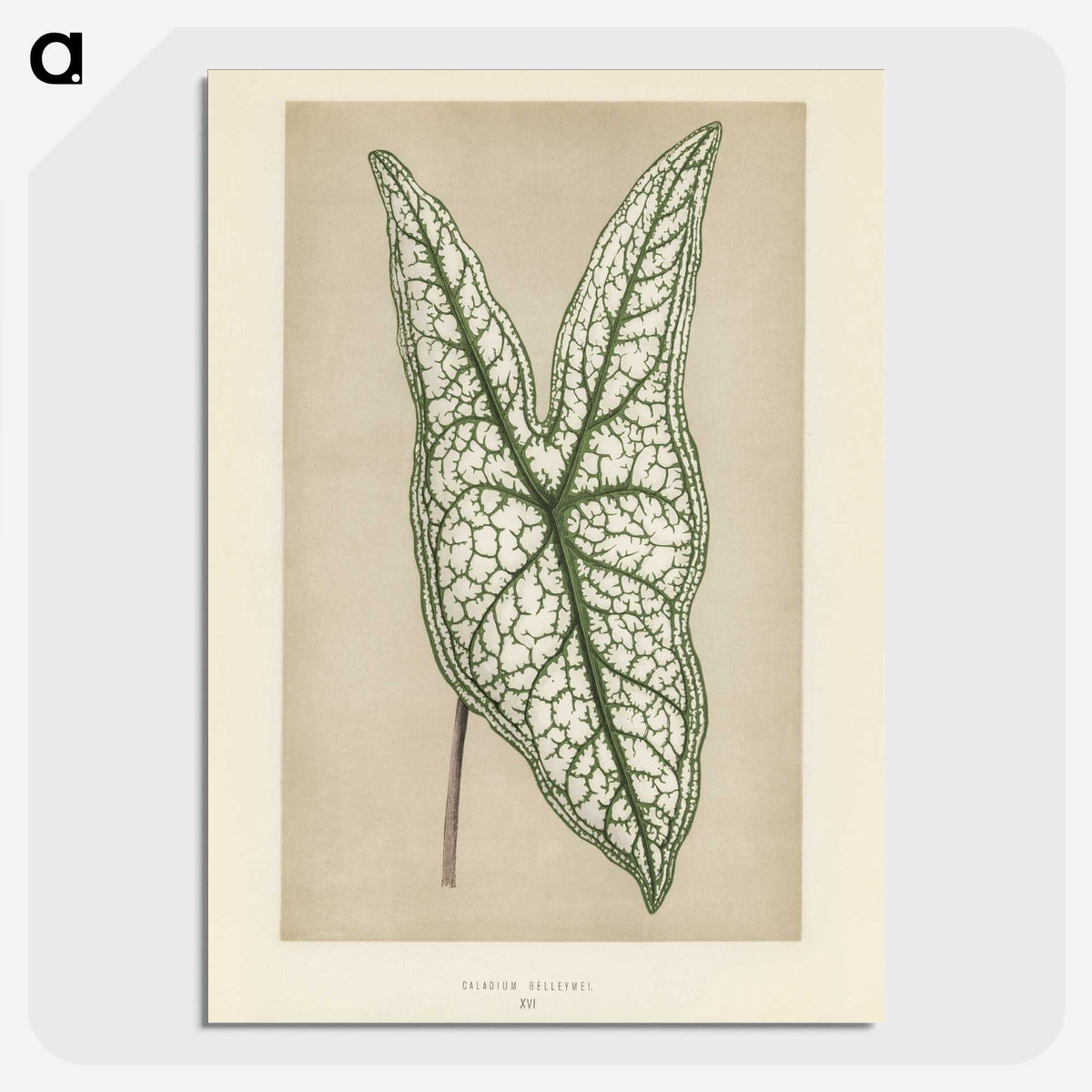 1-7_New-and-Rare-Beautiful-Leaved-Plants_picture-crop