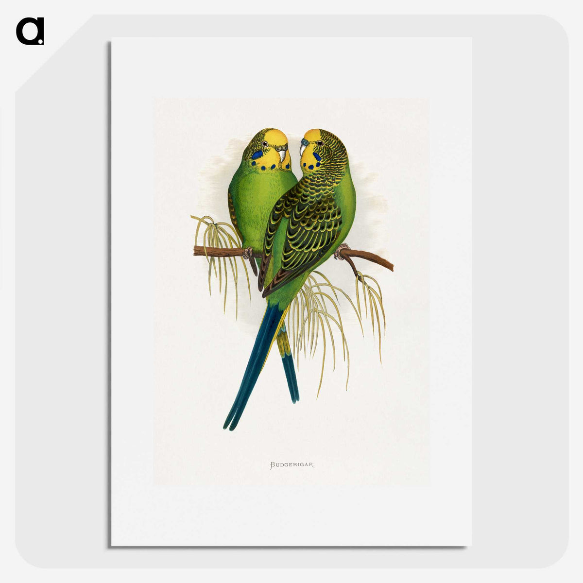 1-7_Parrots-in-Captivity_picture
