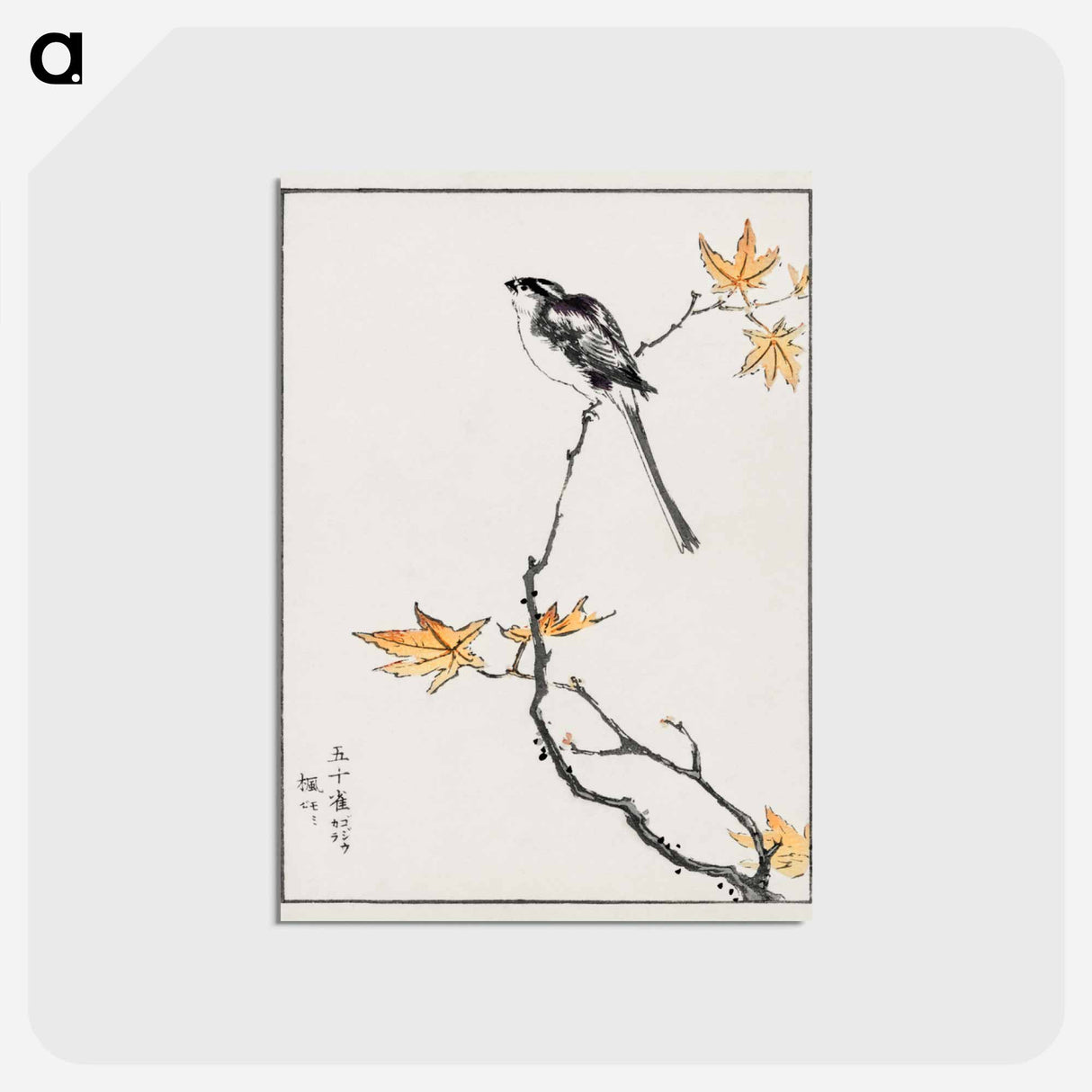 アートポストカード-Japanese Long-tailed Tit and Maple Tree
- 鳥類図鑑 Postcard.