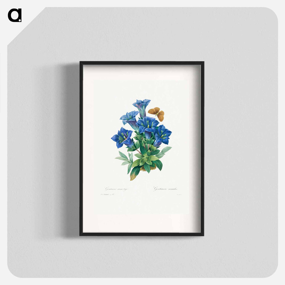 Gentiana Acaulis - Pierre Joseph Redouté Poster.