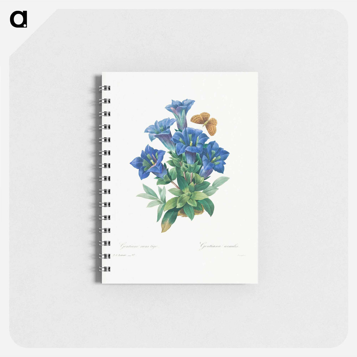 アートメモ帳-Gentiana Acaulis - ピエール ジョゼフ ルドゥーテ Memo.