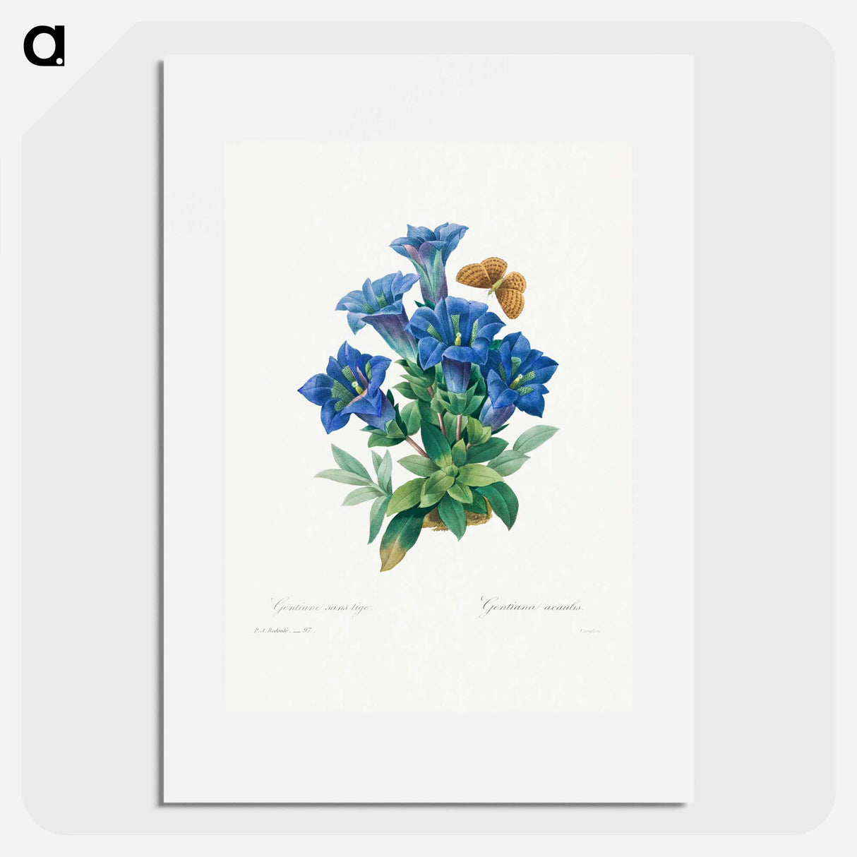 Gentiana Acaulis - Pierre Joseph Redouté Poster.