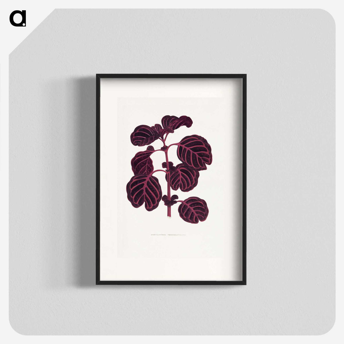1-7_Plants-with-Colored-Foliage_blk