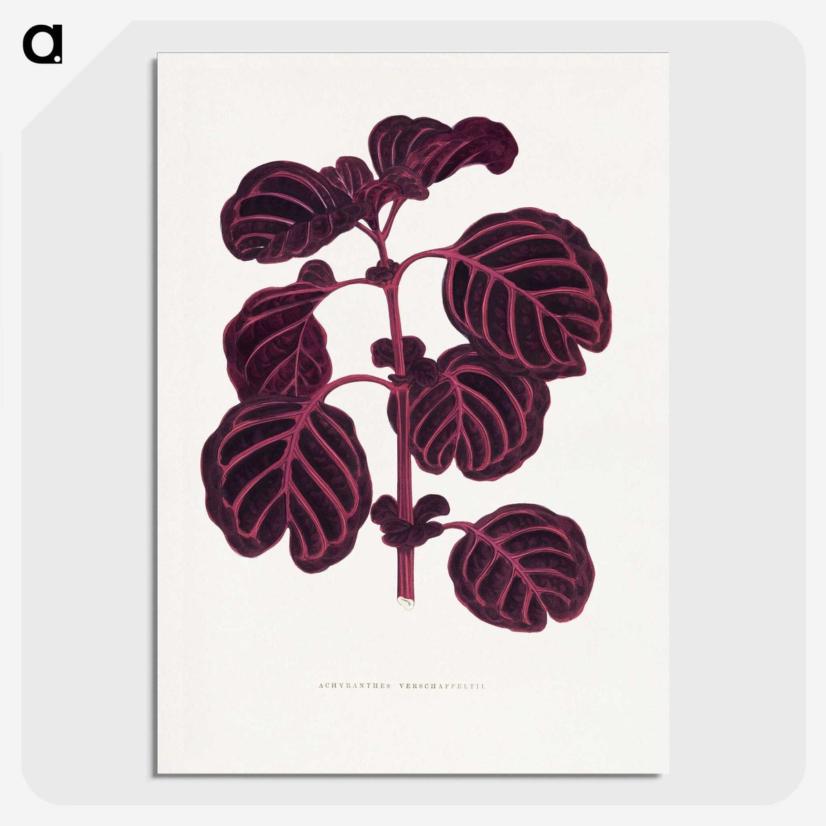 1-7_Plants-with-Colored-Foliage_picture-crop