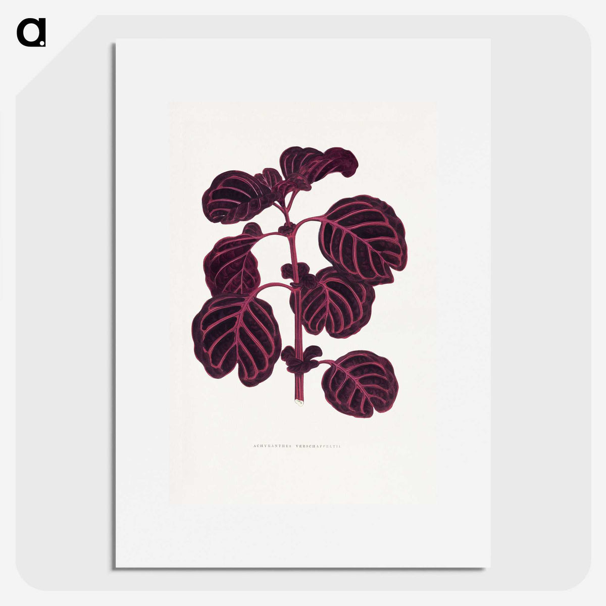 1-7_Plants-with-Colored-Foliage_picture