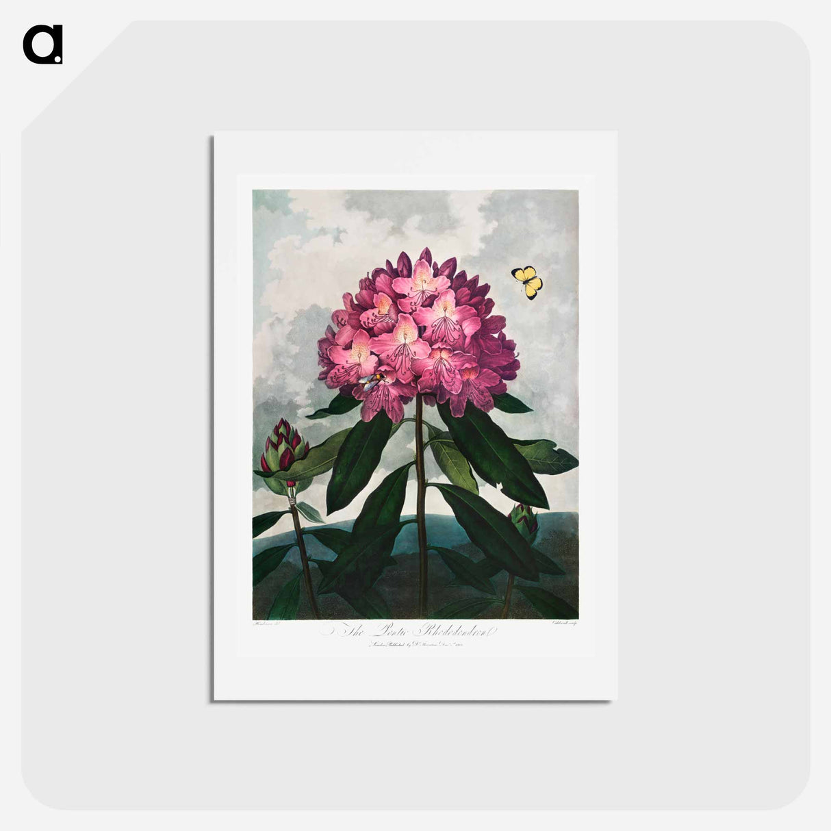 アートポストカード-The Pontic Rhododendron
- ロバート ジョン ソーントン Postcard.