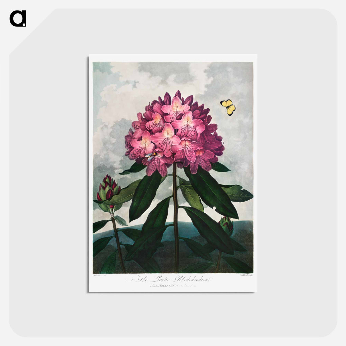 アートポストカード-The Pontic Rhododendron
- ロバート ジョン ソーントン Postcard.