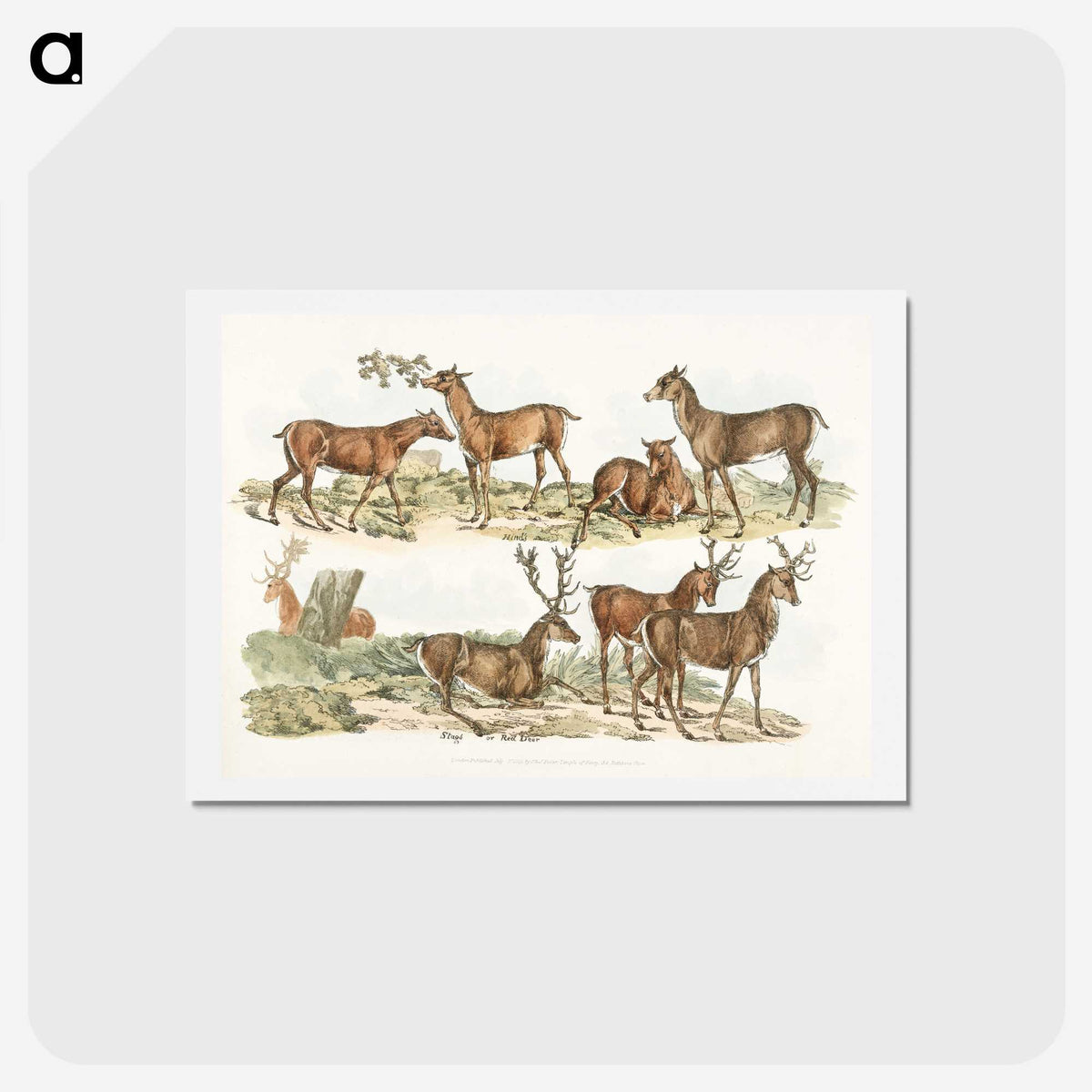 1-7_Sporting-Sketches_hagaki