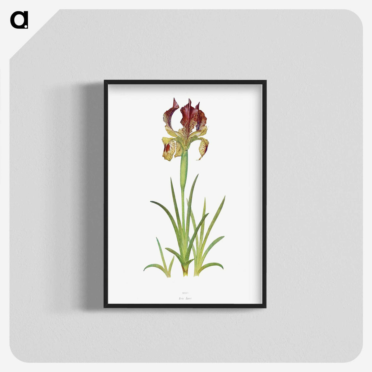1-7_The-Genus-Iris_blk-crop