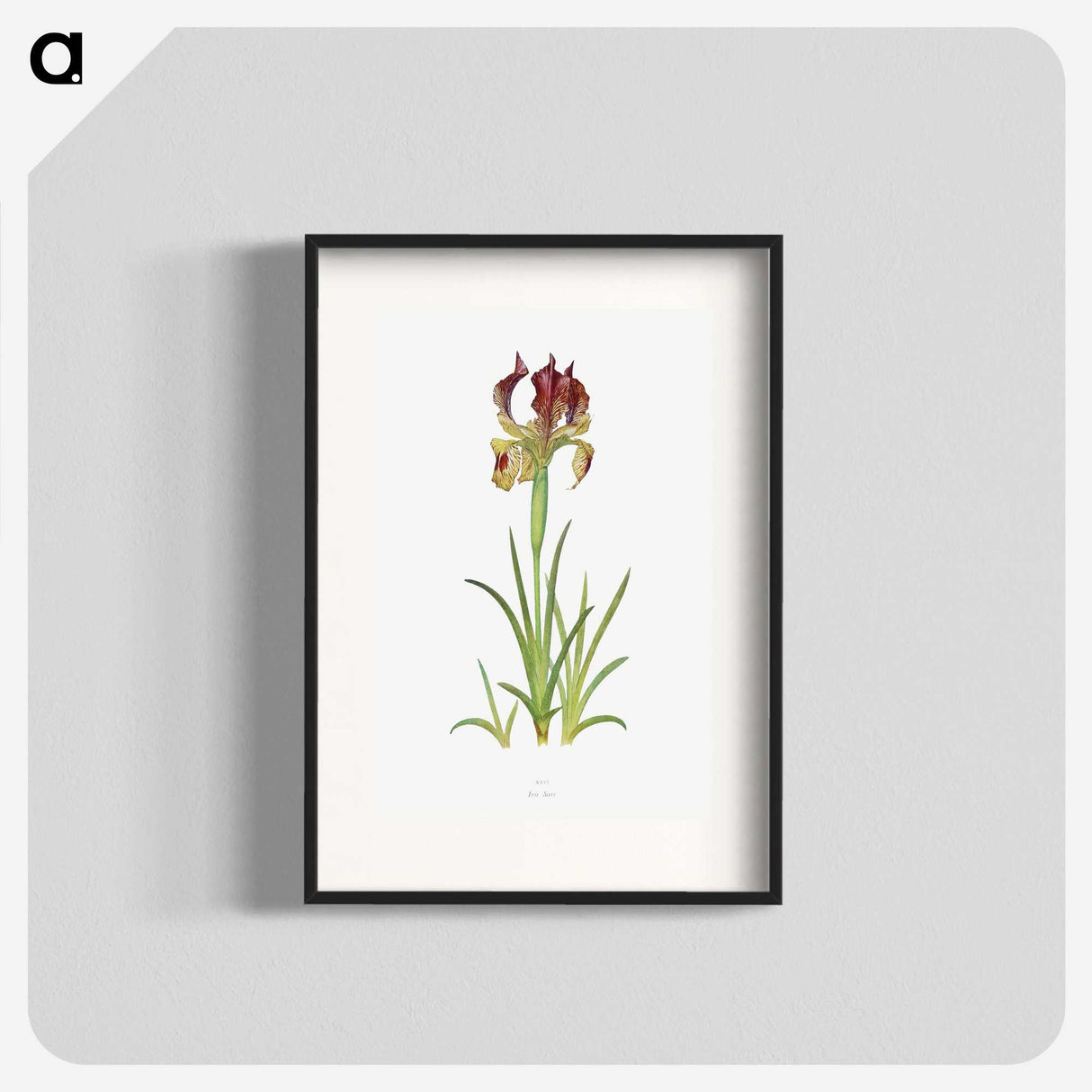 1-7_The-Genus-Iris_blk