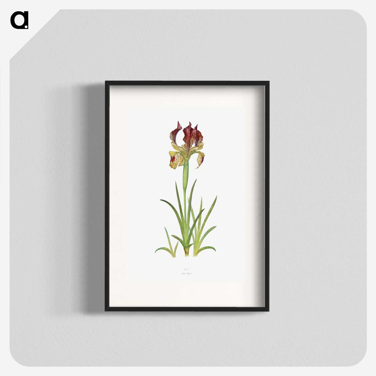 1-7_The-Genus-Iris_blk