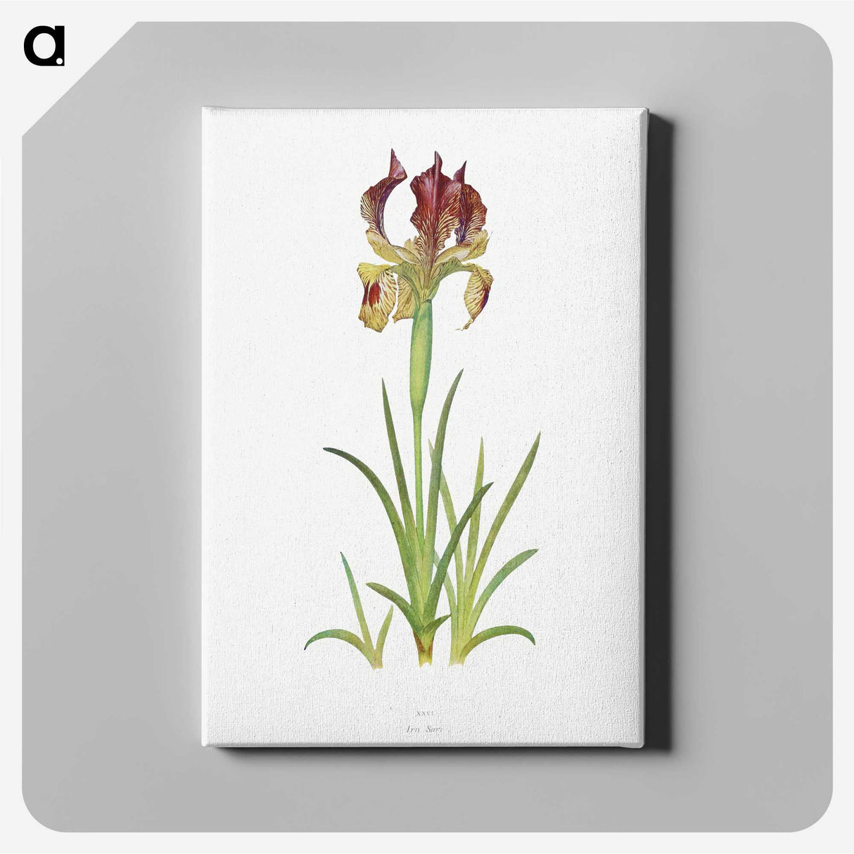 1-7_The-Genus-Iris_canvas