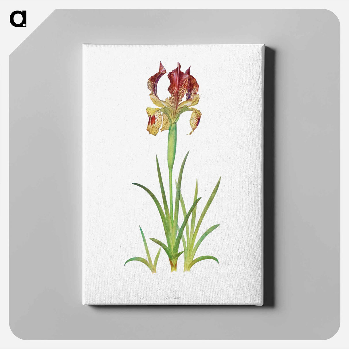 アートパネル-Iris Sari from The genus Iris
- アヤメ属 Canvas.