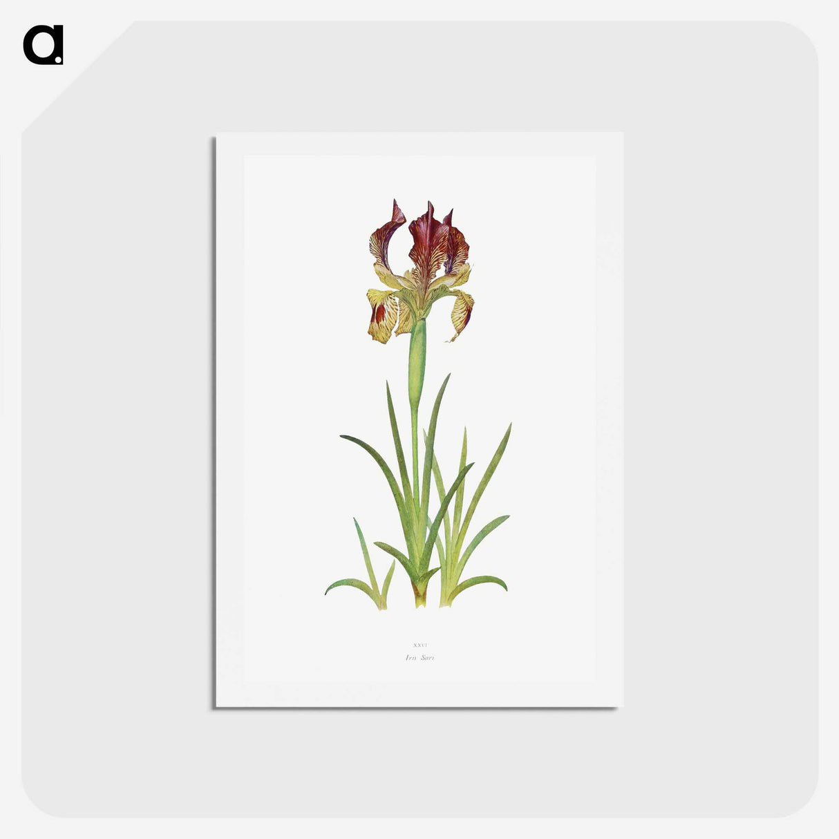 1-7_The-Genus-Iris_hagaki