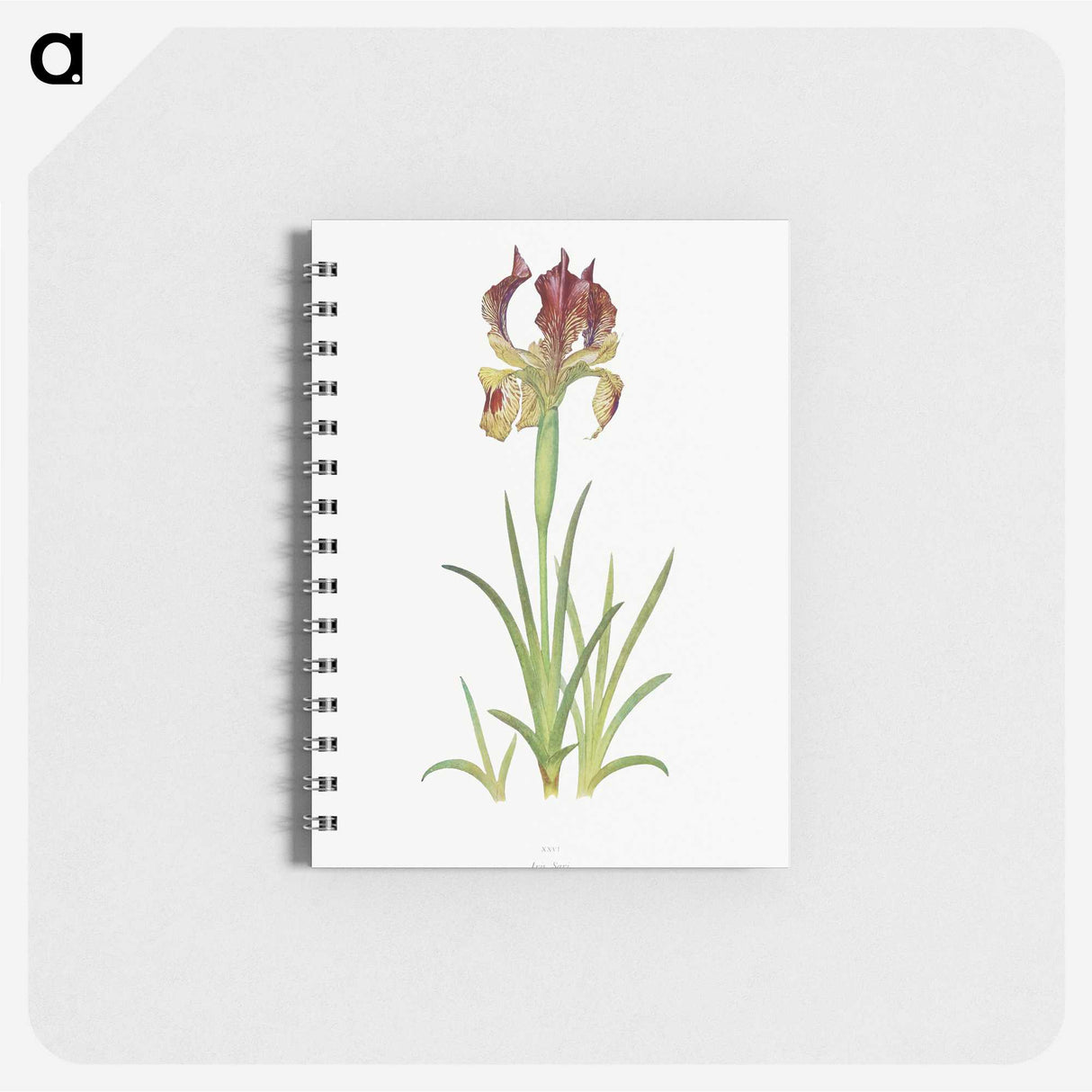 1-7_The-Genus-Iris_memo