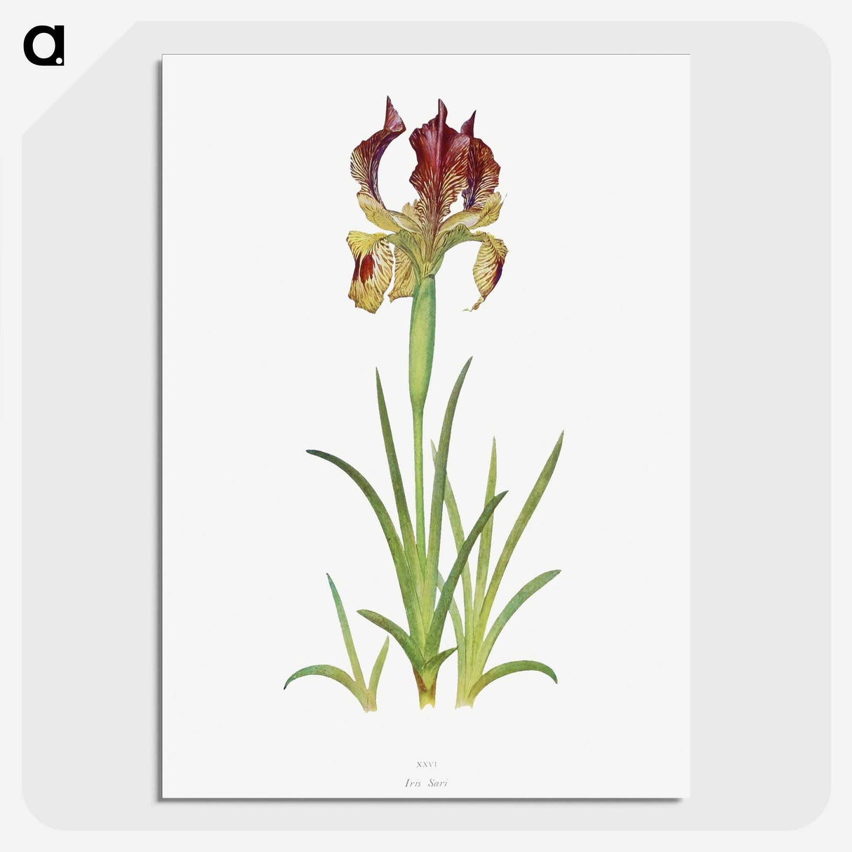 1-7_The-Genus-Iris_picture-crop