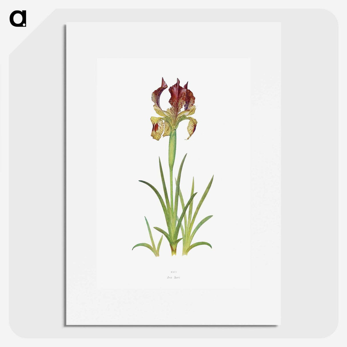 1-7_The-Genus-Iris_picture