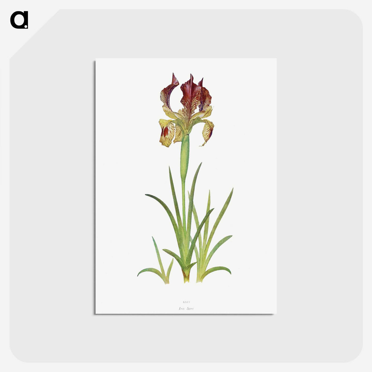 1-7_The-Genus-Iris_postcard
