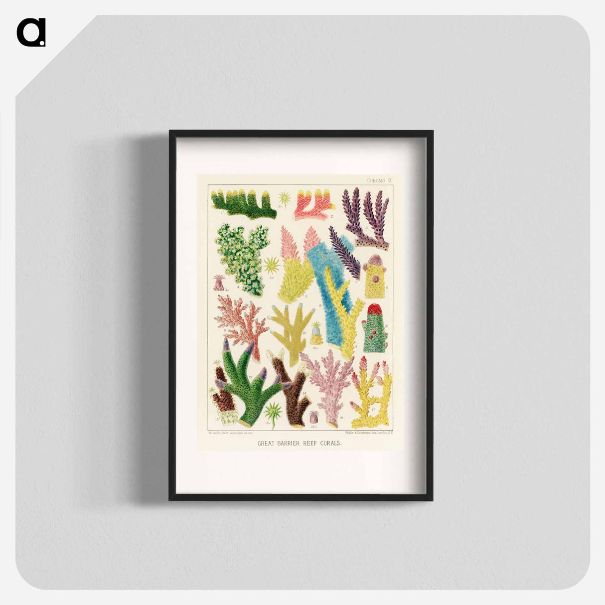 Great Barrier Reef Corals - オーストラリアのグレートバリアリーフ Poster.