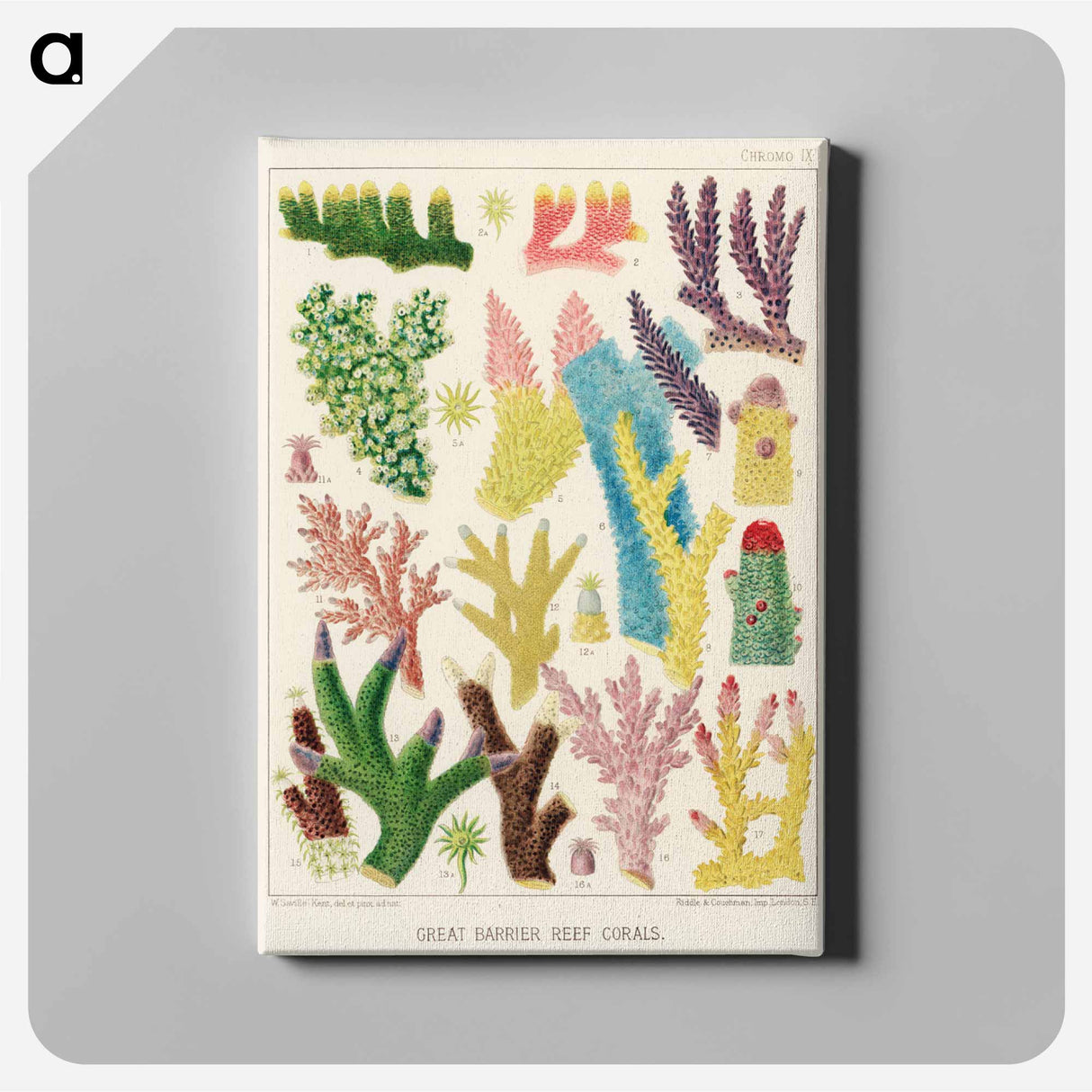 Great Barrier Reef Corals - オーストラリアのグレートバリアリーフ Canvas.