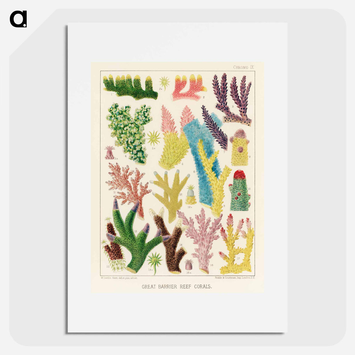 Great Barrier Reef Corals - オーストラリアのグレートバリアリーフ Poster.