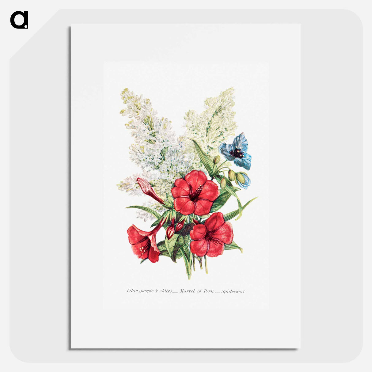 アートポスター-Lilac, Marvel of Peru and Spiderwort
- 花言葉 Poster.
