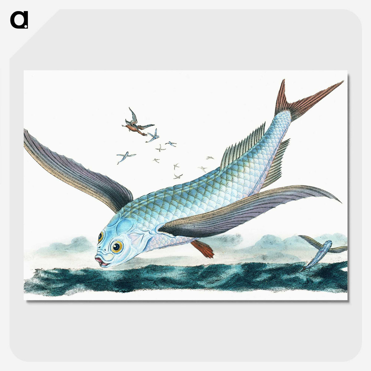 1-7_The-Natural-History-of-British-Fishes_picture-crop