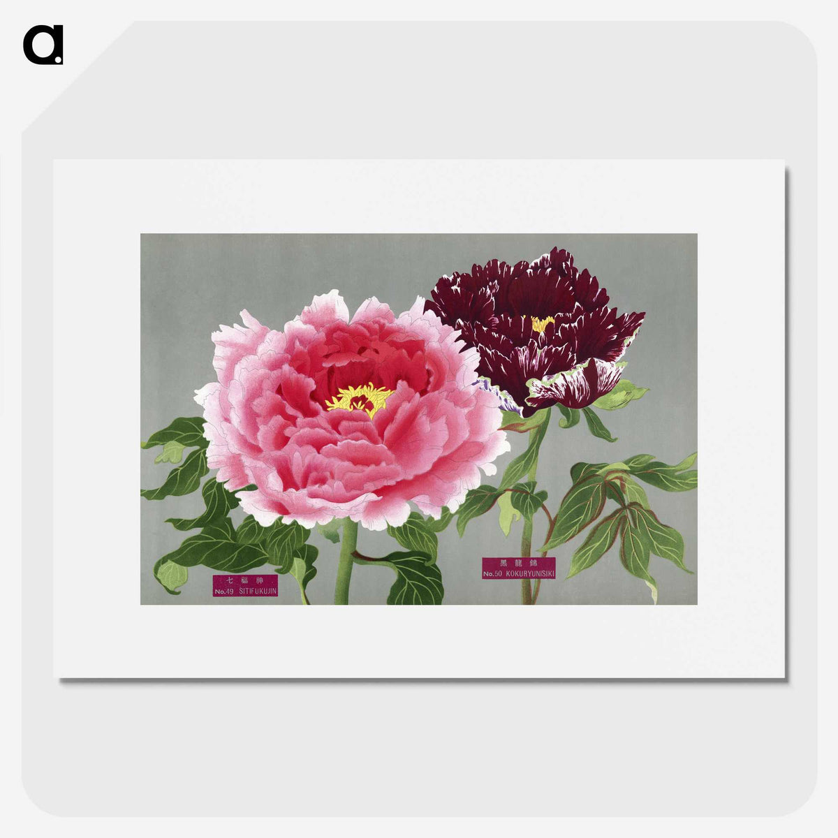 1-7_The-Picture-Book-of-Peonies_picture